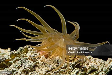  Aiptasia! This Colonial Marine Animal Possesses Stinging Tentacles and Can Reproduce Asexually