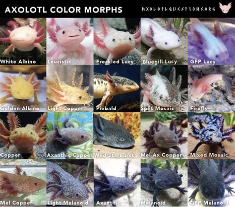  Axolotl: Una creatura acquatica dalle incredibili capacità di rigenerazione!