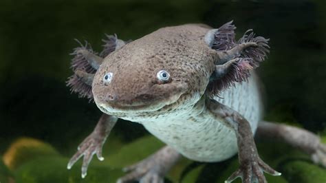  Axolotl: Uno strano anfibio con branchie permanenti che si rigenera incredibilmente!