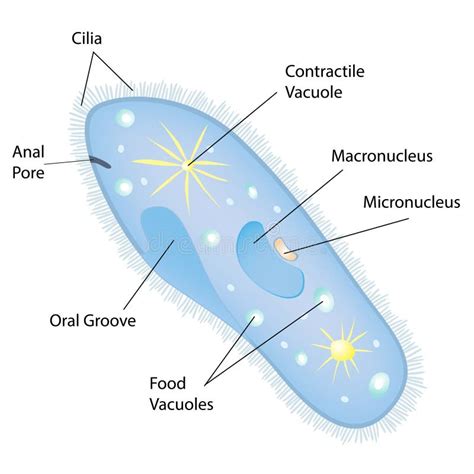  Paramecium: Un Piccolo Gigante Incontenibile con Ciglia inarrestabili!