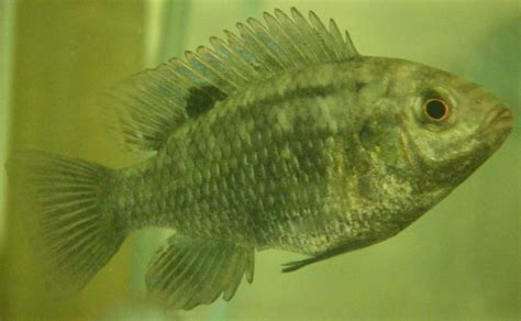  Tilapia! A Freshwater Fish Boasting Remarkable Adaptability and Delicious Culinary Potential