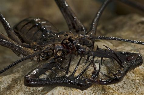  Wolf Spider! A Creepy Crawler That Hunts Like a Wolf