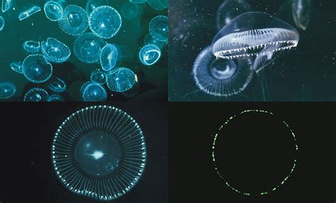  Aequorea: Una Medusa Bioluminescente Con Un Segreto Nascosto che Illumina la Scienza!