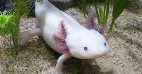  Axolotl: Una creatura acquatica dalle incredibili capacità di rigenerazione!