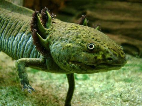  Axolotl: Uno strano anfibio con branchie permanenti che si rigenera incredibilmente!