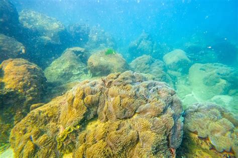  Corymbella: Una colonia tentacolare che vibra con l'energia del mare profondo!