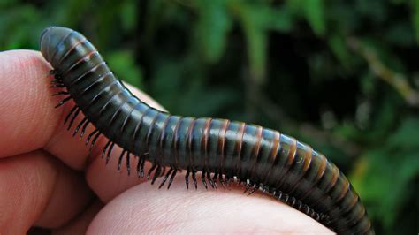 Hunter Millipedes: Unlocking the Mysteries Behind the Many Legs!