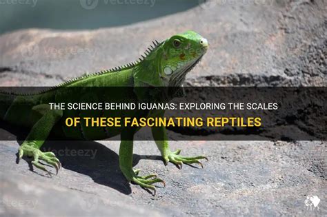  Iguana: Un'affascinante combinazione di squame e calma reptiliana!