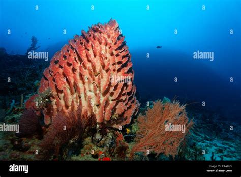  Needle Sponge! Un affascinante gigante della barriera corallina che respira con i pori del suo corpo!