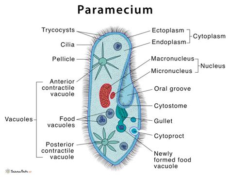  Paramecium: Un Piccolo Gigante Incontenibile con Ciglia inarrestabili!