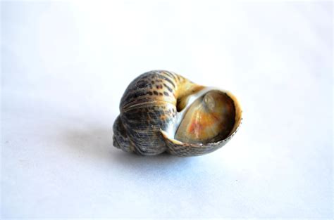  Periwinkle: Un Mollusco Gastropode dal Guscio Rigido e con un Gusto per il Biofilm Marin!