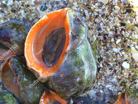 Rapa whelk: A Mollusk Masterpiece with an Iridescent Shell Hiding a Surprisingly Swift Predator!