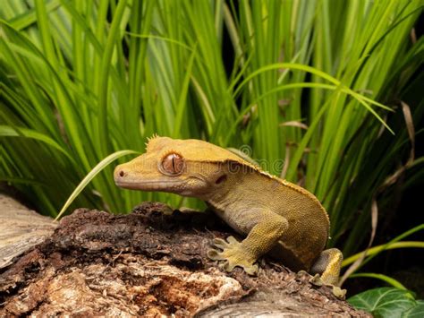  Salamandra dalla Cresta: Un Maestro di Camuffamento con un Fascino Innegabile!