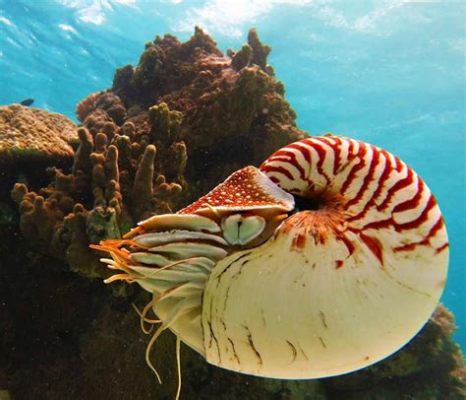  Scaphella! Un Mollusco che Sguazza nel Sabbioso e Profondo Mondo Marino