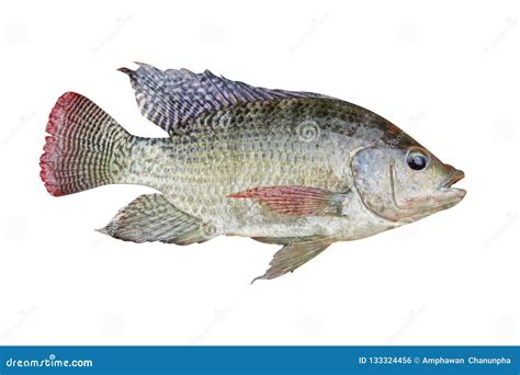  Tilapia! A Freshwater Fish Boasting Remarkable Adaptability and Delicious Culinary Potential