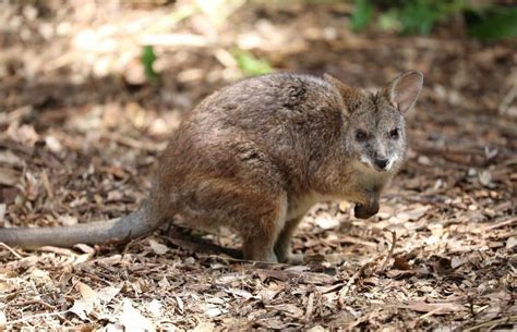  WALLABY! Un rettile maestoso con una pelle ruvida che si aggira tra le foreste australiane