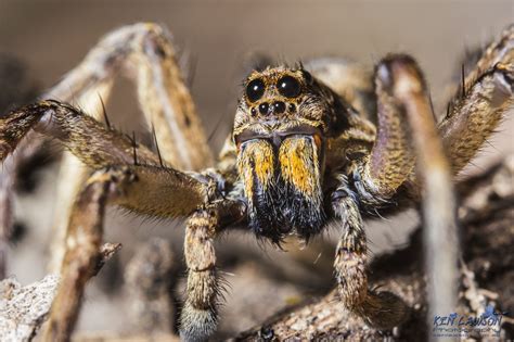  Wolf Spider! A Creepy Crawler That Hunts Like a Wolf