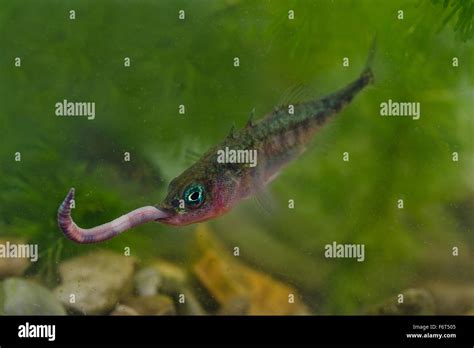  Worm-Like Wonders: Discover the Fascinating World of the Whipped Stickleback Worm!