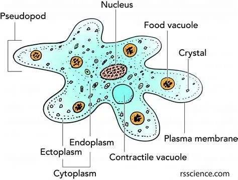  Amoeba: Un Microorganismo Unicellulare con un Apporto Enorme all'Equilibrio degli Ecosistemi!