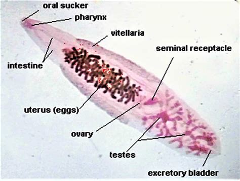  Clonorchis: un parassita microscopico con una dieta molto particolare e una vita nomade!