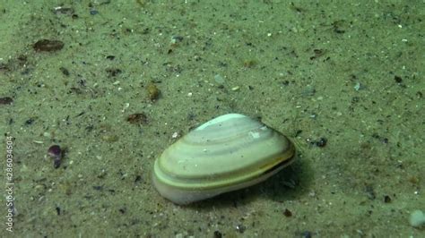  Donax: Un mollusco bivalve incredibilmente veloce e un esperto di scavo nelle sabbie mobili!