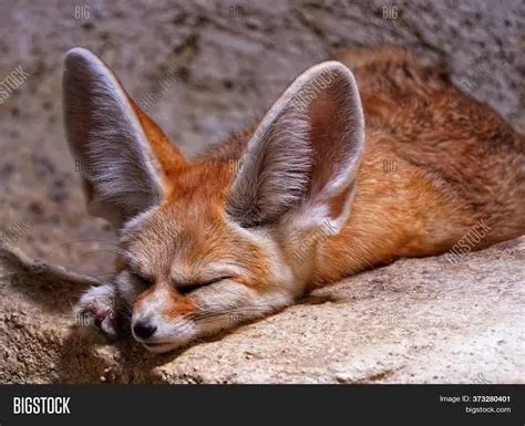  Fennec! Una volpe affascinante con grandi orecchie che esplora il deserto