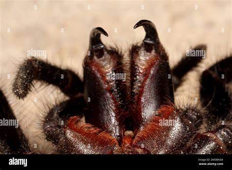  Funnel-Web Spider: A Creature With Striking Patterns and Remarkable Hunting Techniques! 