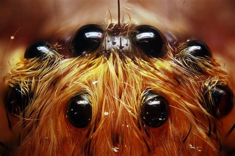  Gallina Ciechi! Un Animale Inquietante Con Otto Occhi e Pesi Simili a un Uovo di Gallina