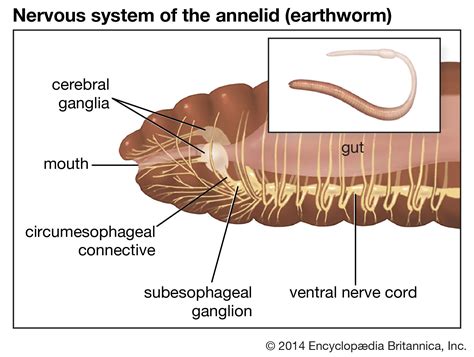  Hermione: This Curious Annelid Has a Mouth That Looks Like a Pair of Tweezers!