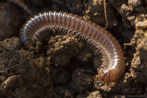 Hunter Millipedes: Unlocking the Mysteries Behind the Many Legs!