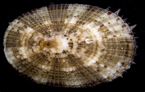  Keyhole Limpet: An Ancient Mollusc Living Life Upside Down and With an Appetite for Algae!