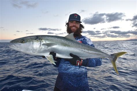  Kingfish! Un Pesce Predatore Agile Con Una Pelle Brillante Come Il Sole