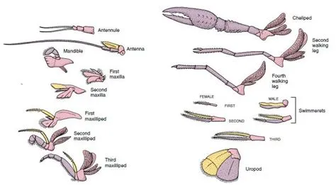  Locusta: Scopri la vita sottomarina di questo crostaceo dal guscio scintillante e dalle zampe incredibilmente agili!