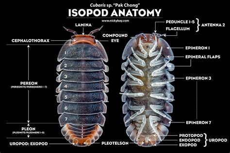  Oniscidea: Gli affascinanti crostacei terrestri che respirano con le branchie!