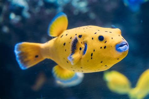  Pesce Palla! Un Meraviglioso Inquilino dei Profondi che Possiede un Meccanismo di Difesa Insuperabile