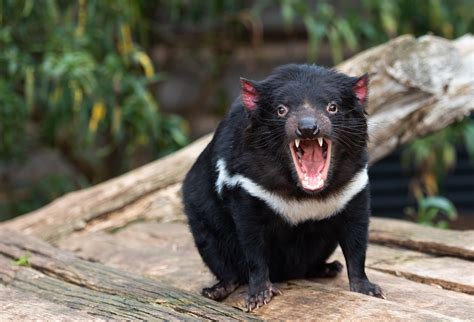  Pirata! Un piccolo predatore con un'indole seduttrice e una capacità mimetica eccezionale