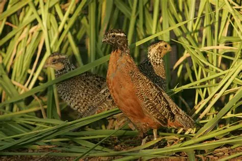  Quail!  Un Uccello Terrestre con Penne Nascoste che Ama Fare le Cose nel Modo Più Curioso Possibile