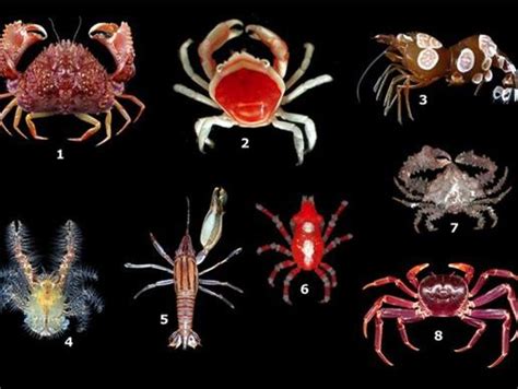  Quisquilia: Un Crostaceo Con Una Personalità Inaspettatamente Vivace!