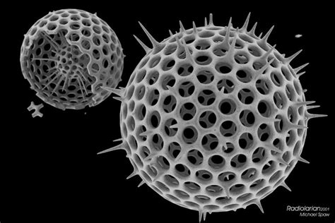  Radiolarian! These Microscopic Treasures Illuminate Our Oceans with Exquisite Skeletons