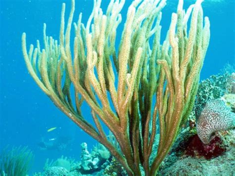  Rhabdocalyptus!  Un animale incredibilmente poroso e dal ruolo fondamentale nell'ecosistema marino.