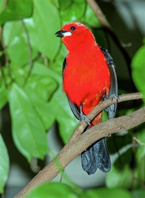  Rosso! Un uccello dal piumaggio acceso che canta melodie incredibilmente affascinanti