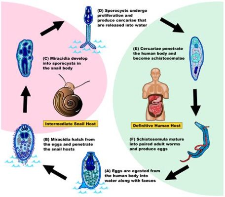  Schistosoma! Un parassita ingegnoso che si nasconde nelle acque dolci e invade il corpo umano