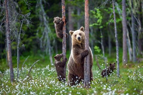  Urso! Un Mammifero Solitario Con Una Fame Insaziabile Per Bacche e Pesci