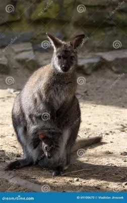  WALLABY: Il Lucertolone Australiano Con la Pelle di un Cavaliere!