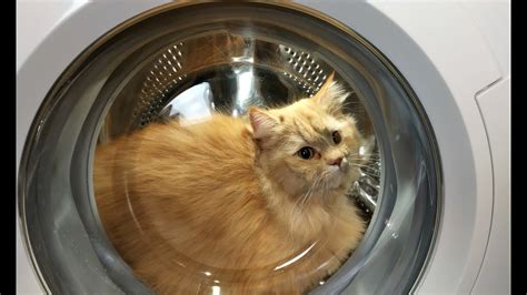 洗濯機取り付け方: なぜ猫は洗濯機の中に入りたがるのか？