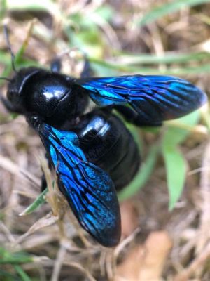  Xylocopa Violacea: Una Creatura che Trasforma le Sue Piccole Vie in Opere d'Arte!