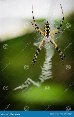   Yellow Garden Spider:  UnArachnide con una Tela che Brill di Mille Luci!