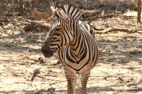  Zebra: Conosci il Cavallo dalle Strisce che Ama Rincorrersi con gli Insetti Volanti?